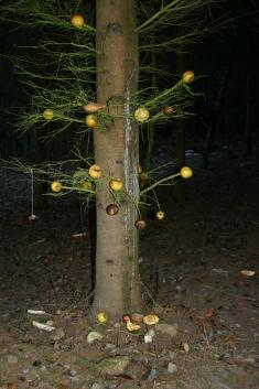 Stromeček pro zvířátka 2012